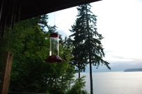 Hummingbird view and perfect mating grounds!