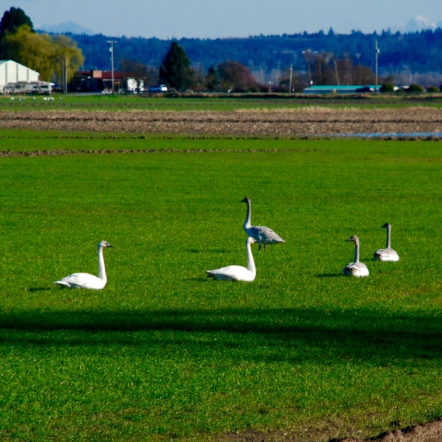 The Trumpeter Swan are found often with mates.